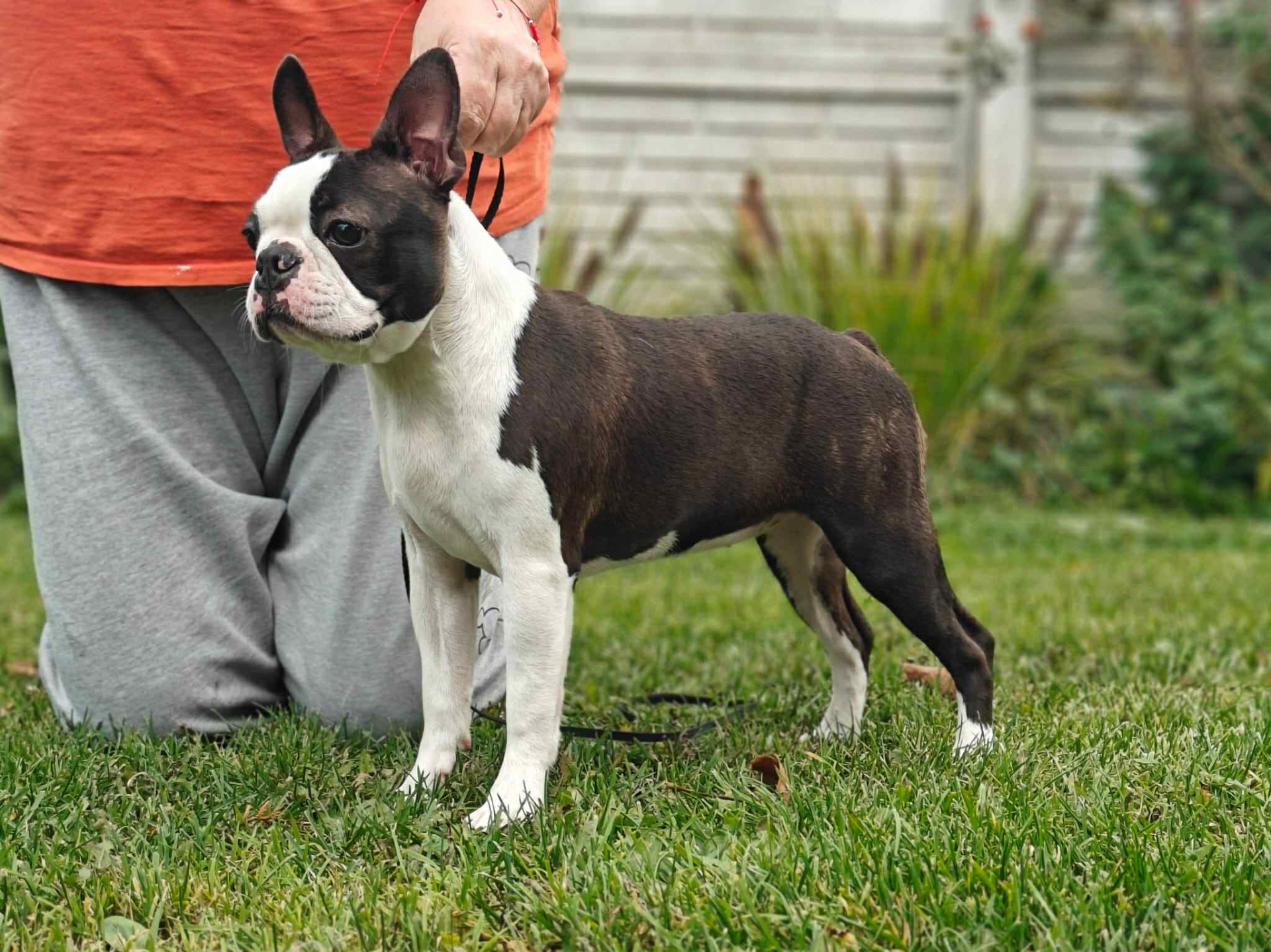 NEBULA GRACE CONTENDERS