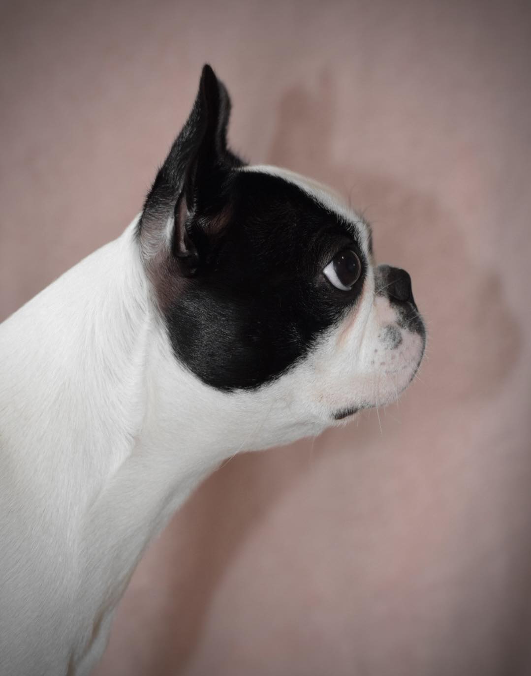 Tux'N Style's JUST N TIME