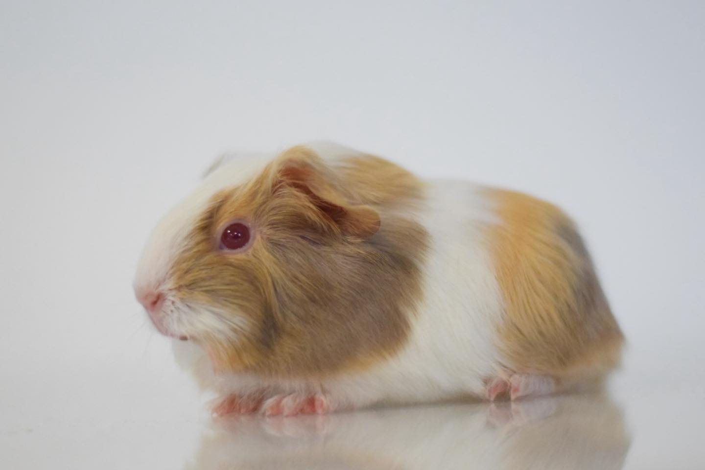 Cavy Tux'N Style's Timeless Beauty